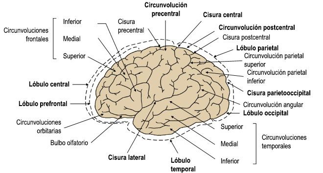 El Cerebro Y Su Funcionamiento C Mo Funcionan Los Hemisferios Activa Tu Cerebro