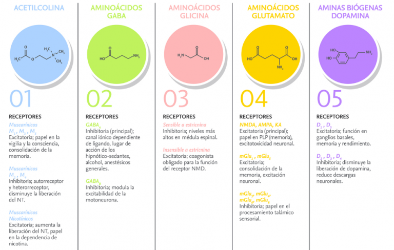 Neurotransmisores Activa Tu Cerebro