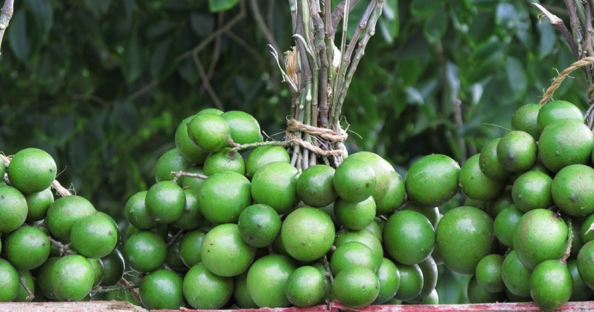 Huaya: Características y provecho de esta fruta - Activa tu Cerebro