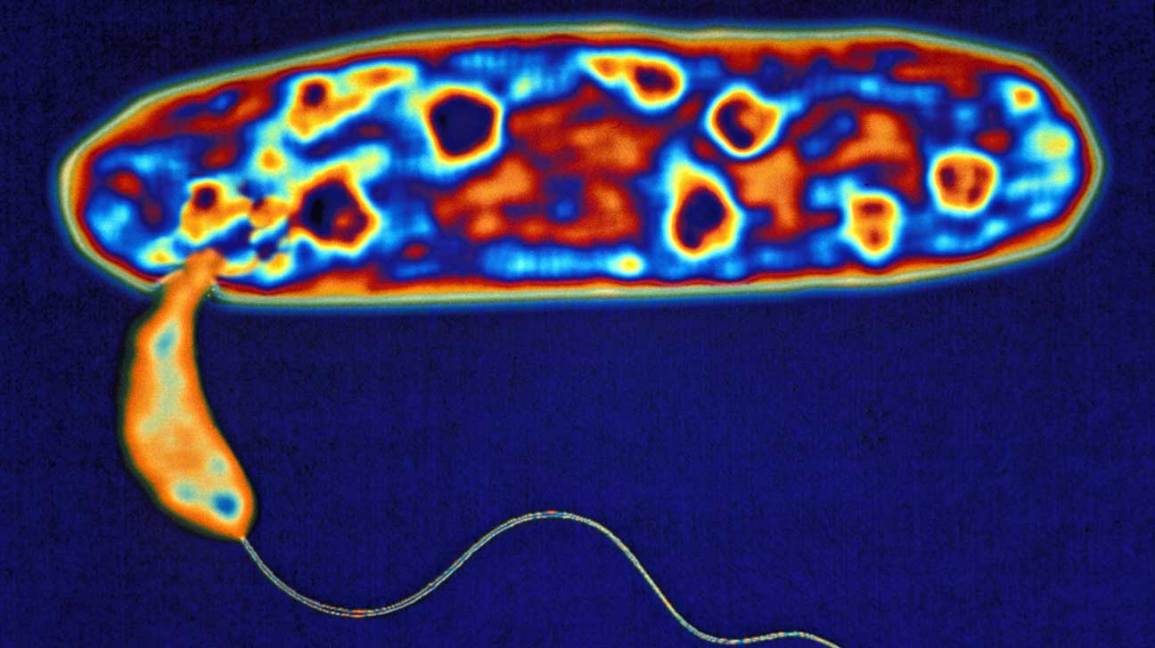 Las bacterias depredadoras podrían ser nuestra mejor esperanza en la lucha contra la resistencia a los antibióticos 1 Las bacterias depredadoras son nuestra mejor esperanza en la lucha contra la resistencia a los antibióticos