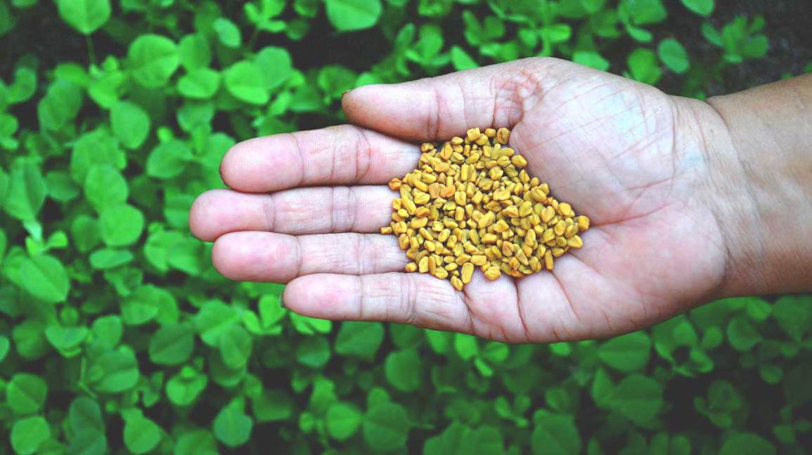 13 hierbas que te ayudarán a perder peso 1 Hierba adelgazante