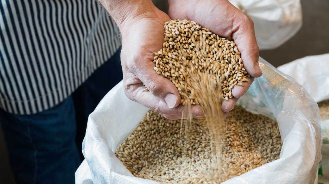 9 beneficios para la salud de la cebada 1 Los beneficios de la cebada