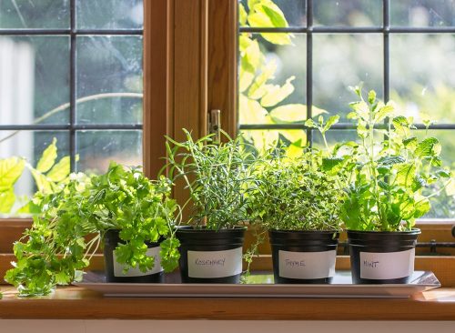 12 consejos efectivos para perder peso que debe probar Plantas en la ventana