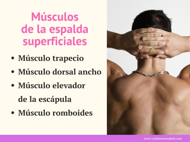 Infografía de músculos superficiales de la espalda