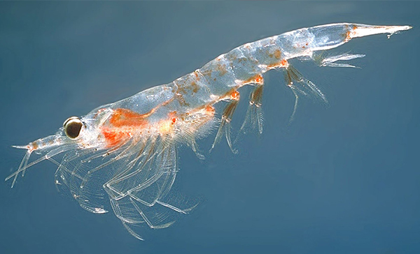 Aceite de krill Aceite de krill