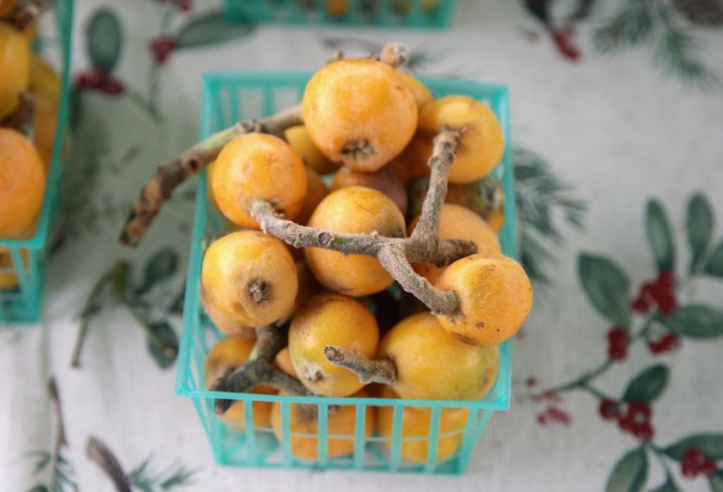 Porque las bayas de goji no dan fruto Porque las bayas de goji no dan fruto