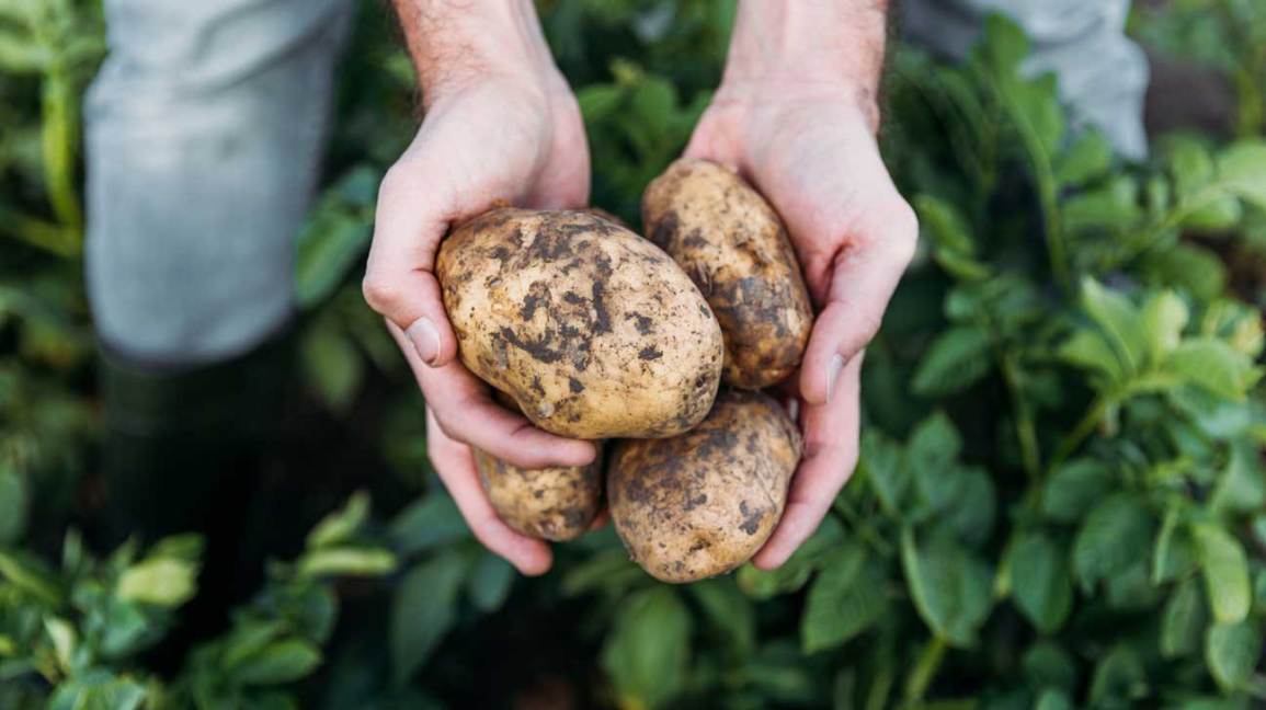 ¿Cuál es la mejor forma de almacenar patatas? Almacenar patatas