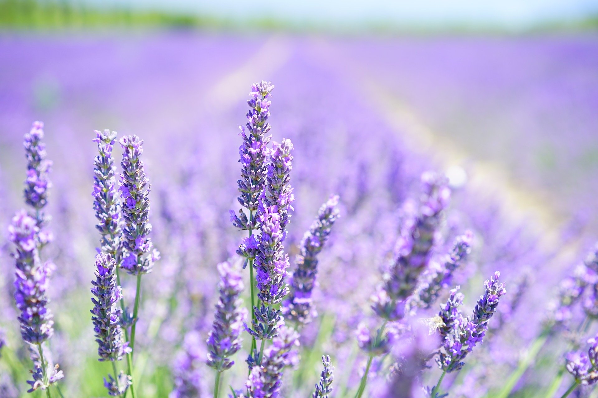El aroma de la lavanda es el más relajante.