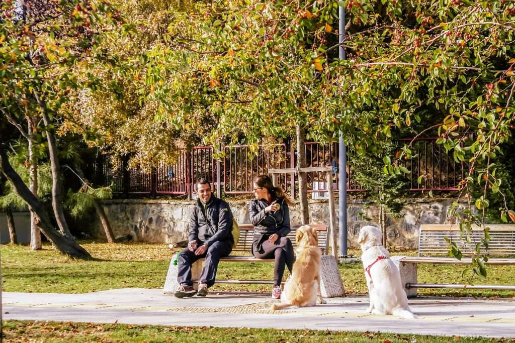 perros