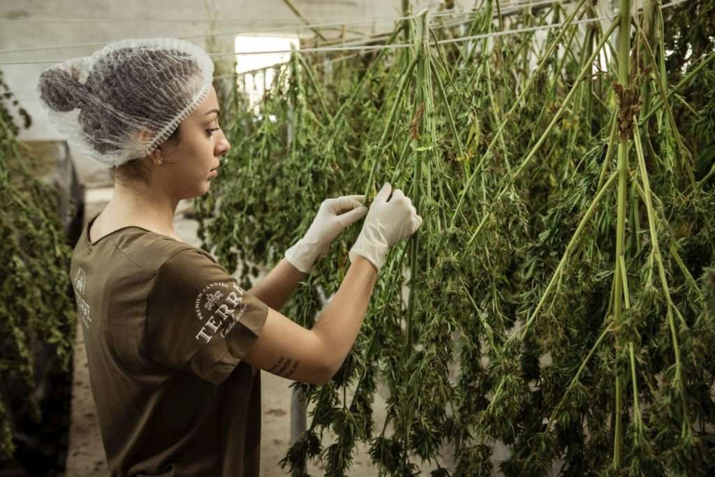 CBD: usos y beneficios del consumo