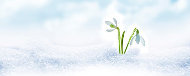 alenalihacheva / Shutterstock alenalihacheva / Shutterstock