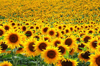 Salajean / Shutterstock Salajean / Shutterstock