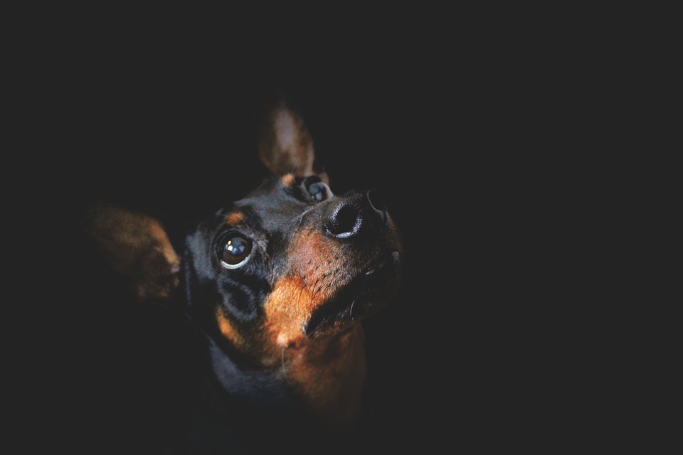 perro.