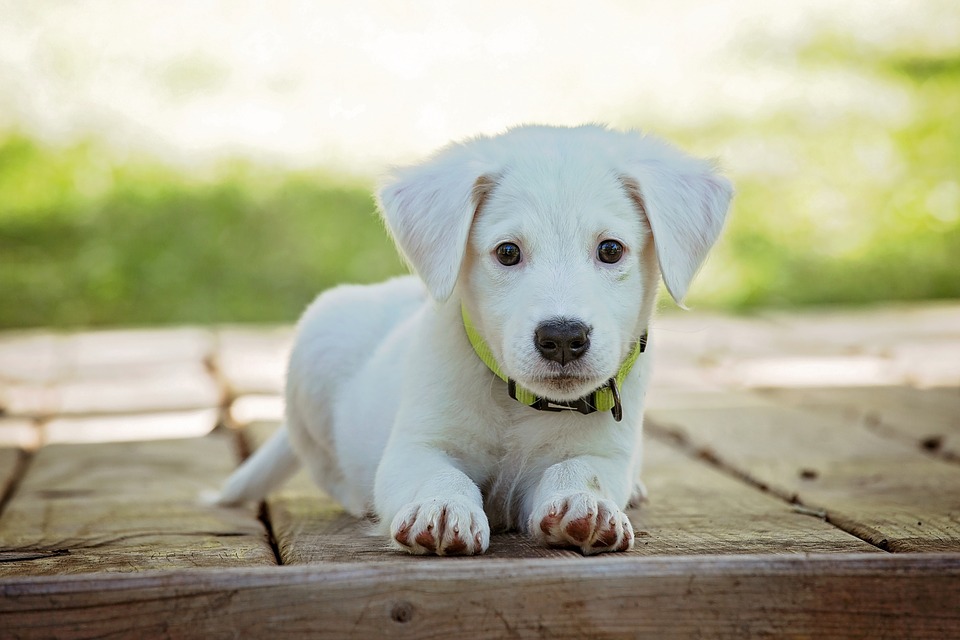 cachorro.