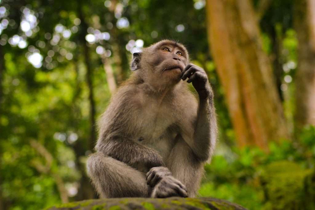 El curioso truco de leer la menta