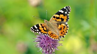 Kie Ker / Pixabay Kie Ker / Pixabay