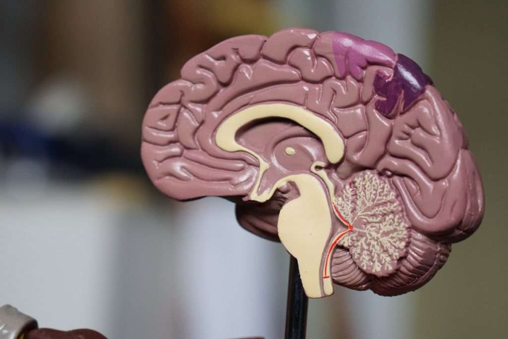 Cuales son las partes del cerebro
