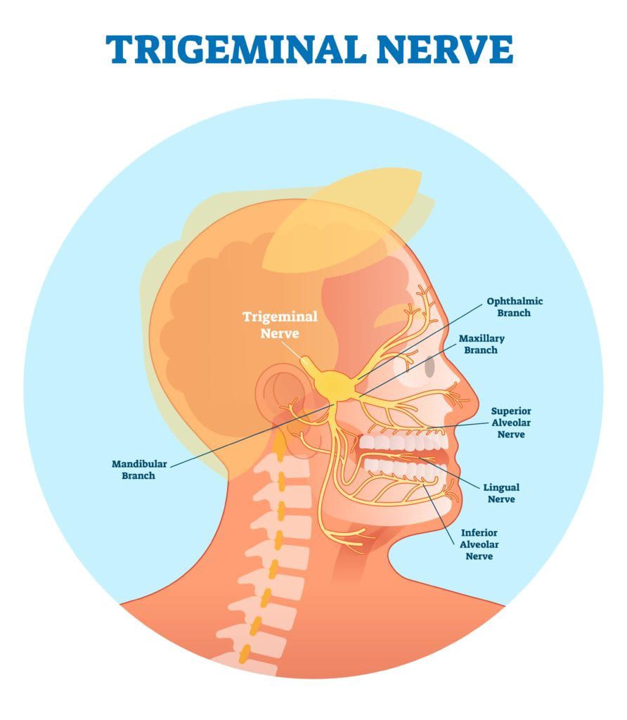 nervio trigémino