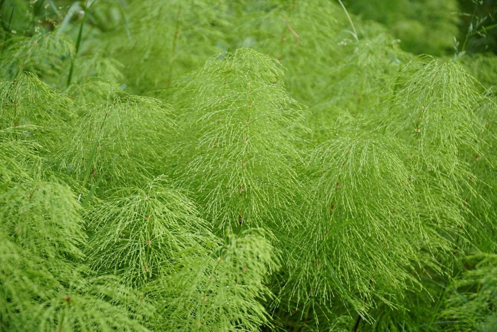 Equisetum