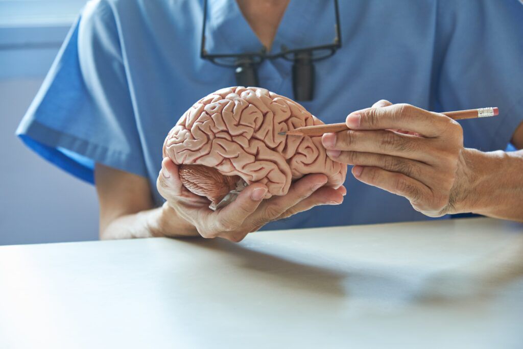 Doctor usando lápiz para demostrar la anatomía del modelo de cerebro humano artificial en el consultorio médico